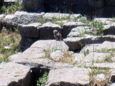 Little Owl, waiting for us in broad daylight at the entrance of Pergamum. Photo: KW.