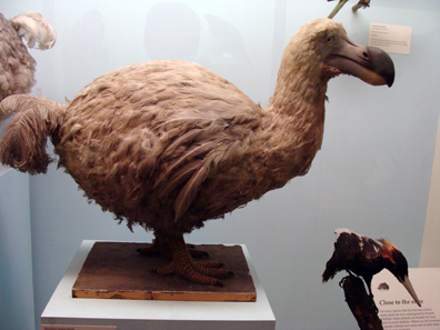 Since 1690 the Dodo is considered to be an extincted species. This is a reconstruction of the Reunion Island Dodo in the Natural History Museum, London. Photo: Drow male / http://creativecommons.org/licenses/by-sa/3.0/deed.en