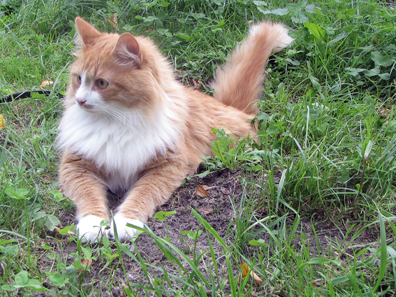 Siberian cat Tofik. Photo: Mstachul / http://creativecommons.org/licenses/by-sa/3.0/deed.en