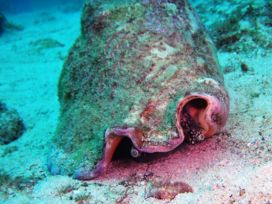 A queen conch. Photograph: divemasterking2000 / http://creativecommons.org/licenses/by/2.0/deed.de