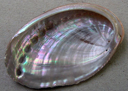 Shell of a green ormer. Photograph: Jan Delsing.