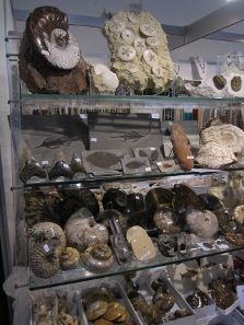 Despite the fact that they date back thousands of years ago, most of the fossils are anything but rare. Photograph: KW.