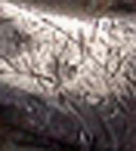 Fig. 12: Enlargement of the obverse of fig. 11 (body of the horse).