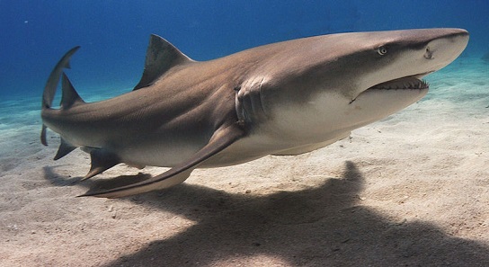 Lemon Shark. Photograph: Albert Kok / http://creativecommons.org/licenses/by-sa/3.0/