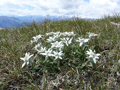 Alpine Edelweiss. Photograph: Bernd Haynold / https://creativecommons.org/licenses/by-sa/3.0/deed.en)