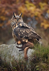 Owls hunt pine martens too. Photograph: Martin Mecnarowski / http://creativecommons.org/licenses/by-sa/3.0/