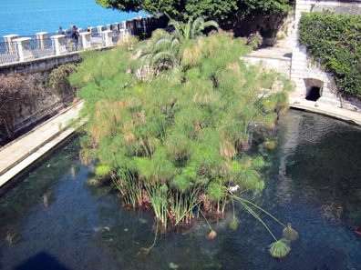 The Fountain of Arethusa in Syracuse. Photo: KW.