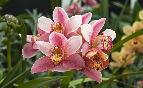 Boat Orchid (Orchidaceae Cymbidium) at the Royal Tasmanian Botanical Gardens. Photograph: Flying Freddy / https://creativecommons.org/licenses/by-sa/3.0/deed.en