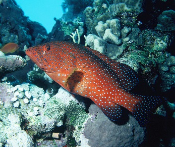 Coral hind. Photo: albert kok - ma photo / Wikimedia Commons / CC BY-SA 3.0.