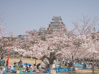 Hanami picnics in the front of Himeji Castle, Japan. Photo: Miya.m / Wikimedia Commons / CC BY-SA 3.0