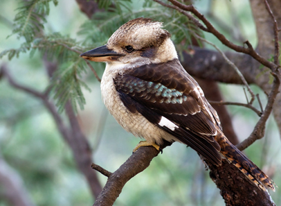 Australian Kookaburra. Photo: JJ Harrison / CC BY-SA 3.0