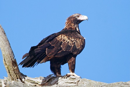 The Wedge-tailed Eagle with the typical wedge-shaped tail visible. Photo: JJ Harrison / CC BY-SA 3.0