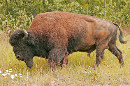 A Wood Bison around Coal River. Photo: Alan and Elaine Wilson / Wikipedia.
