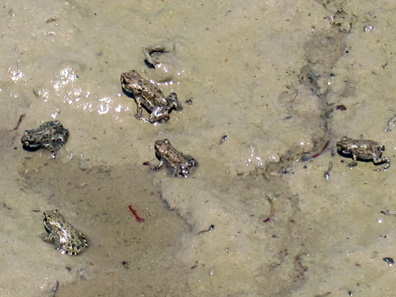 On closer inspection ... a lot of frogs. Photo: UK.