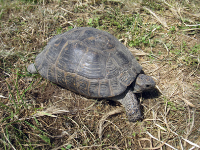 A Greek tortoise, living in Turkey. Photo: KW.