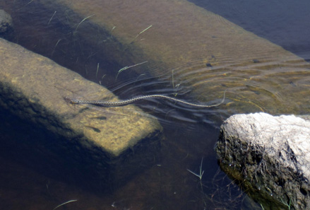 Small snake in the bath. Photo: KW.